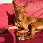 Podenco Panete, 11/2018, ca. 45 cm