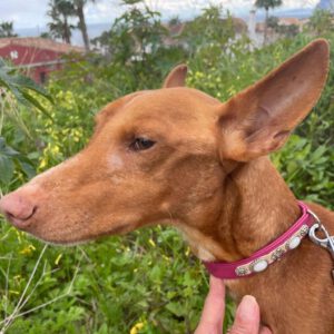 Podenco Panete, 11/2018, ca. 45 cm