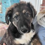 Mischling Pascual, 11/2025, Endgröße ca. 65 cm