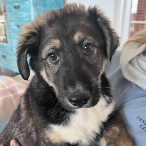 Mischling Pascual, 11/2025, Endgröße ca. 65 cm