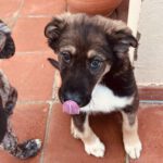 Mischling Pascual, 11/2025, Endgröße ca. 65 cm