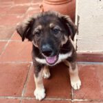 Mischling Pascual, 11/2025, Endgröße ca. 65 cm