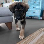 Mischling Pascual, 11/2025, Endgröße ca. 65 cm