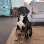 Mischling Pascual, 11/2025, Endgröße ca. 65 cm