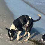 Bodeguero Mischling Patrick, 03/2025, Endgröße ca. 40 cm, 18469 Karmin