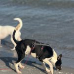 Bodeguero Mischling Patrick, 03/2025, Endgröße ca. 40 cm, 18469 Karmin