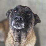 Malinois-Mischling Paula, 02/2017, ca. 60 cm