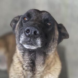 Malinois-Mischling Paula, 02/2017, ca. 60 cm