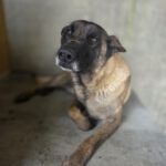 Malinois-Mischling Paula, 02/2017, ca. 60 cm