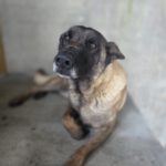 Malinois-Mischling Paula, 02/2017, ca. 60 cm