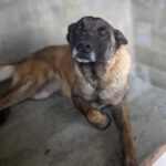 Malinois-Mischling Paula, 02/2017, ca. 60 cm