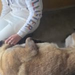 Malinois-Mischling Paula, 02/2017, ca. 60 cm