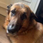 Deutscher Schäferhund Pegaso, 07/2023, ca. 60 cm