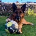 Deutscher Schäferhund Pegaso, 07/2023, ca. 60 cm