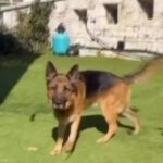 Deutscher Schäferhund Pegaso, 07/2023, ca. 60 cm