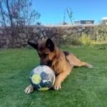 Deutscher Schäferhund Pegaso, 07/2023, ca. 60 cm