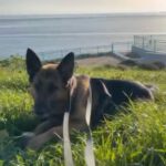 Deutscher Schäferhund Pegaso, 07/2023, ca. 60 cm