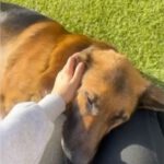 Deutscher Schäferhund Pegaso, 07/2023, ca. 60 cm