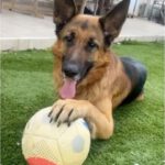 Deutscher Schäferhund Pegaso, 07/2023, ca. 60 cm