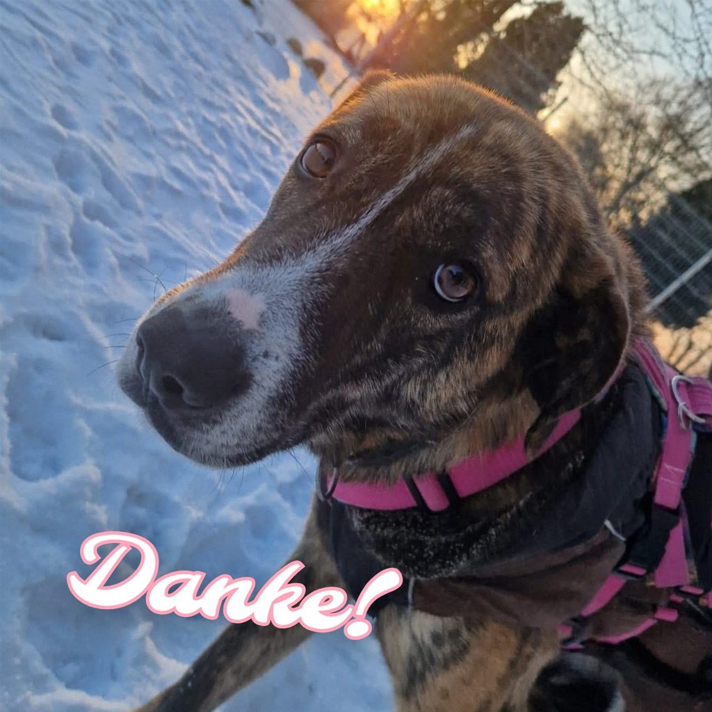 Pensionspatenschaft Kendall, 12/2022, ca. 60 cm