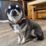 Chihuahua Pepa, 07/2021, ca. 20 cm, 59757 Voßwinkel