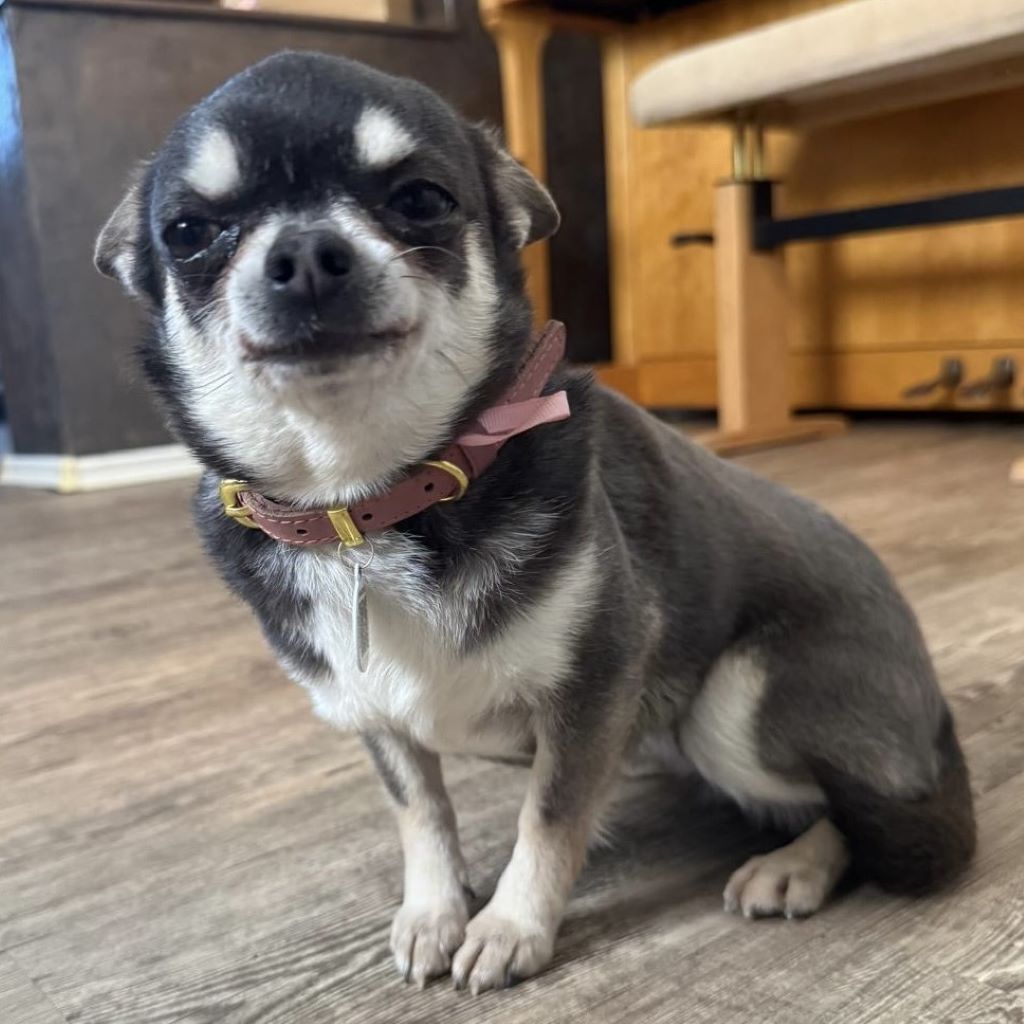 Chihuahua Pepa, 07/2021, ca. 20 cm, 59757 Voßwinkel