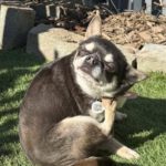 Chihuahua Pepa, 07/2021, ca. 20 cm, 59757 Voßwinkel