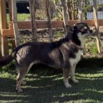 Chihuahua Pepa, 07/2021, ca. 20 cm, 59757 Voßwinkel