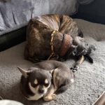 Chihuahua Pepa, 07/2021, ca. 20 cm, 59757 Voßwinkel