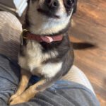 Chihuahua Pepa, 07/2021, ca. 20 cm, 59757 Voßwinkel