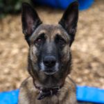 Malinois Pieza, 09/2019, ca. 65 cm, 42477 Radevormwald