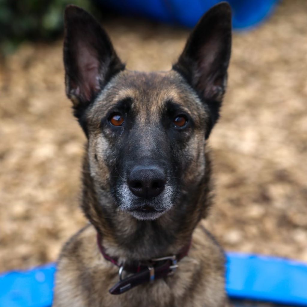 Malinois Pieza, 09/2019, ca. 65 cm, 42477 Radevormwald