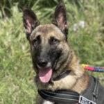 Malinois Pieza, 09/2019, ca. 65 cm