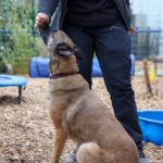 Malinois Pieza, 09/2019, ca. 65 cm, 42477 Radevormwald