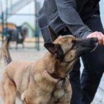 Malinois Pieza, 09/2019, ca. 65 cm, 42477 Radevormwald