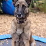 Malinois Pieza, 09/2019, ca. 65 cm, 42477 Radevormwald