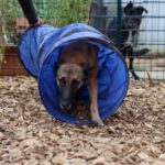 Malinois Pieza, 09/2019, ca. 65 cm, 42477 Radevormwald