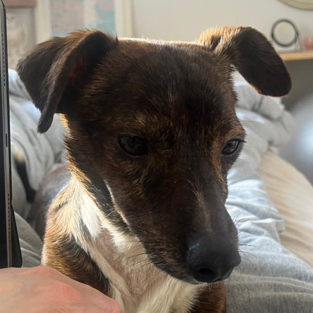 Mischling Pluto, 10/2022, ca. 30 cm, 10713 Berlin