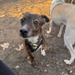 Mischling Pluto, 10/2022, ca. 30 cm, 10713 Berlin