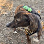 Mischling Pluto, 10/2022, ca. 30 cm, 10713 Berlin