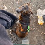 Mischling Pluto, 10/2022, ca. 30 cm, 10713 Berlin