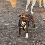 Mischling Pluto, 10/2022, ca. 30 cm, 10713 Berlin