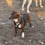 Mischling Pluto, 10/2022, ca. 30 cm, 10713 Berlin