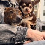 Mischling Pluto, 10/2022, ca. 30 cm, 10713 Berlin