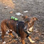 Mischling Pluto, 10/2022, ca. 30 cm, 10713 Berlin