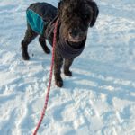 Spanischer Wasserhund Pocholo, 03/2011, ca. 50 cm, 23564 Lübeck