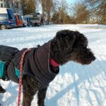 Spanischer Wasserhund Pocholo, 03/2011, ca. 50 cm, 23564 Lübeck