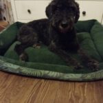 Spanischer Wasserhund Pocholo, 03/2011, ca. 50 cm, 23564 Lübeck