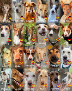 SALVA Motto im Februar 2026: Podencos