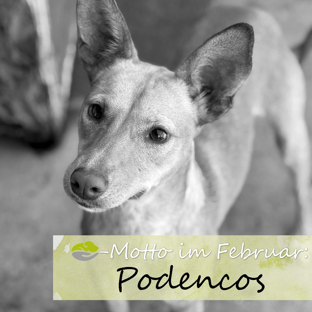 SALVA Motto im Februar 2026: Podencos